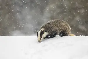 One young European badger (Meles meles) walking through deep snow during snow fall