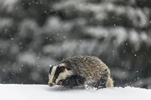 One young European badger (Meles meles) walking through deep snow during snow fall