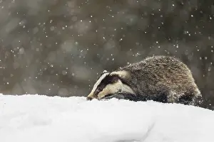 One young European badger (Meles meles) walking through deep snow during snow fall
