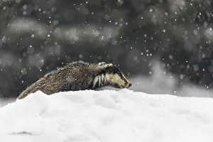 One young European badger (Meles meles) walking through deep snow during snow fall