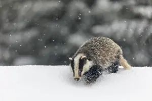 One young European badger (Meles meles) walking through deep snow during snow fall