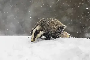 One young European badger (Meles meles) walking through deep snow during snow fall