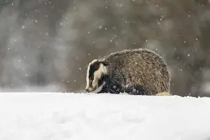 One young European badger (Meles meles) walking through deep snow during snow fall