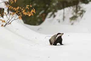 One young European badger (Meles meles) walking through a ravine in deep snow