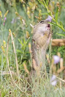 A young European ground squirrel (Spermophilus citellus)