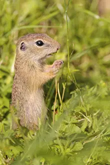 A young European ground squirrel (Spermophilus citellus)