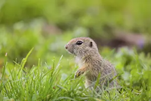 A young European ground squirrel (Spermophilus citellus) or European souslik sits in green gras