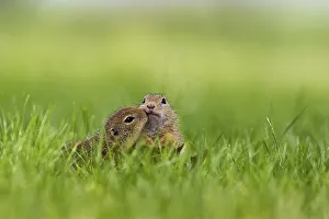 Two young European Ground Squirrels (Spermophilus citellus) making contact