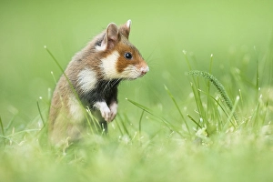 Young European hamsters (Cricetus cricetus) standing on hind legs