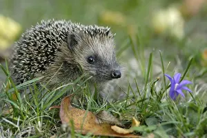 Young European Hedgehog (Erinaceus europaeus)