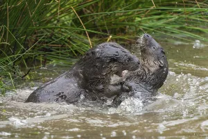 Two young european otter (Lutra lutra)