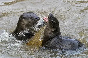 Two young european otter (Lutra lutra)