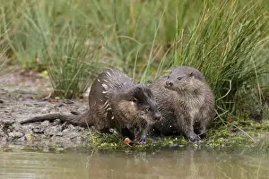 Two young european otter (Lutra lutra)
