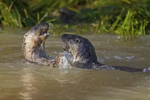 Two young european otter (Lutra lutra)
