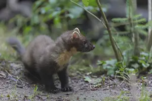 Young european pine marten sitting on the ground framed with green leaves