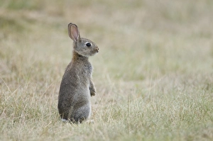 Young European rabbit (Oryctolagus cuniculus)