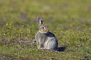 Young European rabbit (Oryctolagus cuniculus)