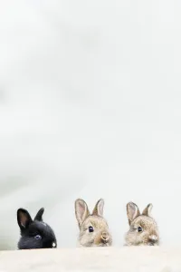 Young European rabbits (Oryctolagus cuniculus)