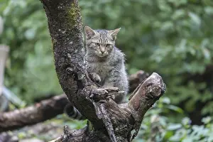 One young european wildcat, Felis silvestris silvestris