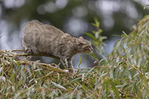 One young European wildcat, Felis silvestris silvestris