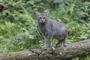 One young european wildcat, Felis silvestris silvestris