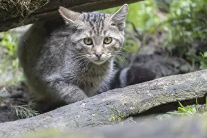 One young european wildcat, Felis silvestris silvestris