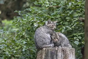 Two young european wildcats, Felis silvestris silvestris