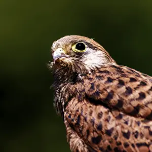 Young falcon with raised head and sharp gaze
