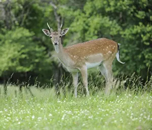 Young fallow deer (Dama dama), young buck in its second year
