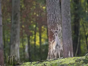 A young fallow deer in the forest
