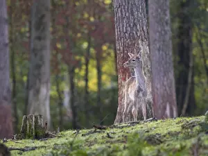 A young fallow deer in the forest