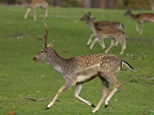 Young fallow deer running, North Rhine-Westphalia