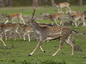 Young fallow deer running, North Rhine-Westphalia