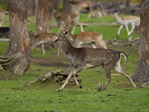 Young fallow deer running, North Rhine-Westphalia