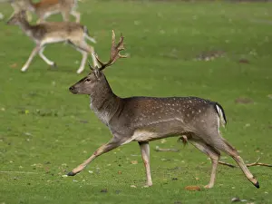 Young fallow deer running, North Rhine-Westphalia