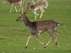 Young fallow deer running, North Rhine-Westphalia