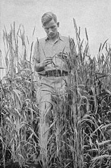 Young farmer in a cornfield, German Southwest