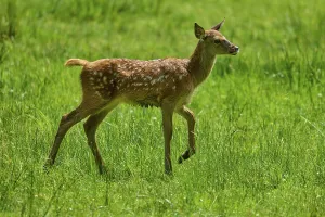 Category Wildlife DE Prints: Young fawn moving playfully and lively across the green meadow