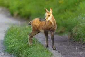 A young fawn on a path between lush