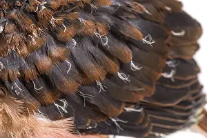 Young feathers of Pink pigeon Chick