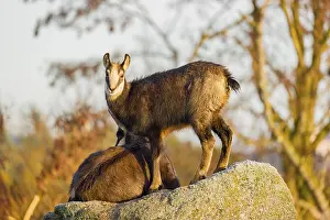 A young female chamois (Rupicapra rupicapra) standing on a rock