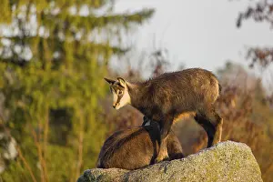 A young female chamois (Rupicapra rupicapra) standing on a rock