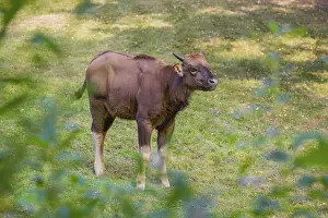 A young female Gaur (Bos gaurus gaurus) stands on a green meadow