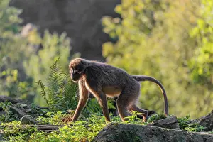 A young female gelada (Theropithecus gelada)