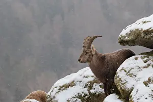 A young female ibex (Capra ibex) stands between rocks in the snowstorm
