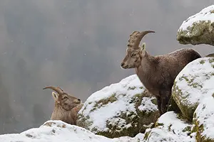 A young female ibex (Capra ibex) stands between rocks in the snowstorm