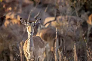 Young female Impala looking at the camera in the Welgevonden game reserve