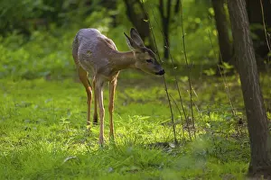 One young female Roe Deer, (Capreolus capreolus)