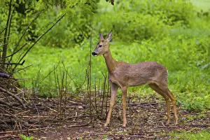 One young female Roe Deer, (Capreolus capreolus)