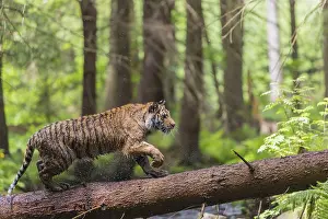 One young female Siberian Tiger